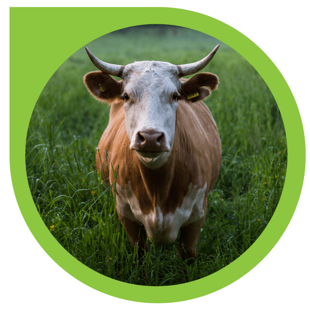 comida para animales en Caceres