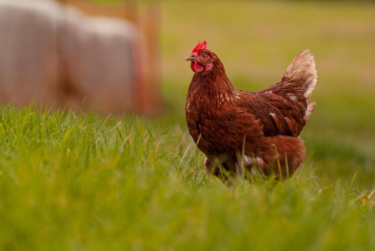 Cómo proteger a tus gallinas del calor del verano.